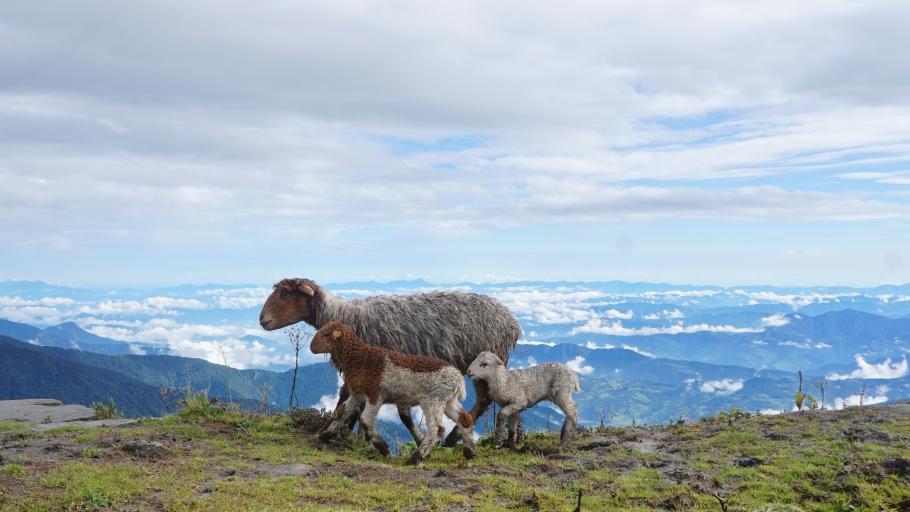 Trekking in Nepal